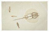 Rare, Fossil Stingray (Heliobatis) With Three Fish - Wyoming #240369-1